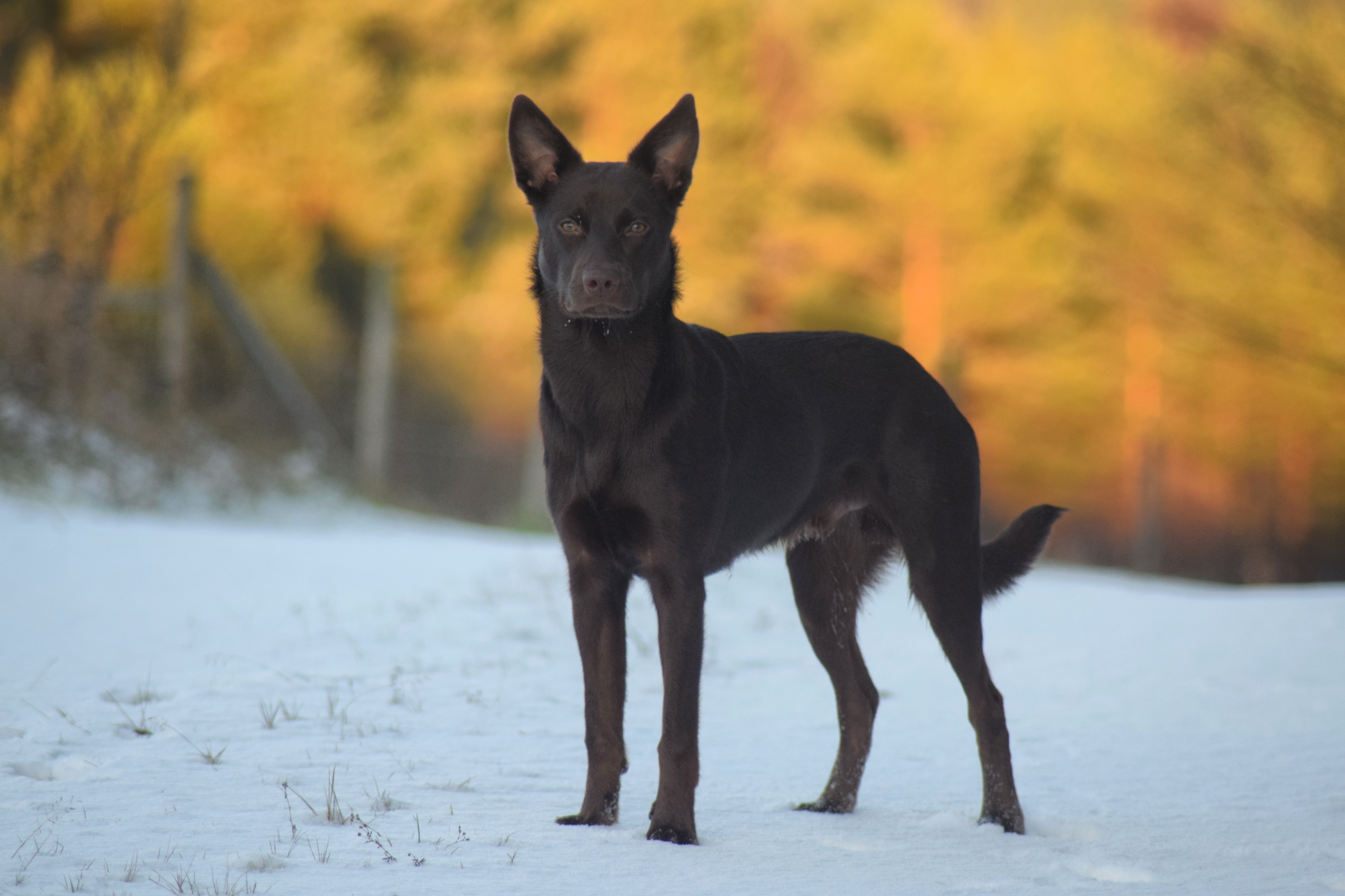 IMG_20171120_161620_710