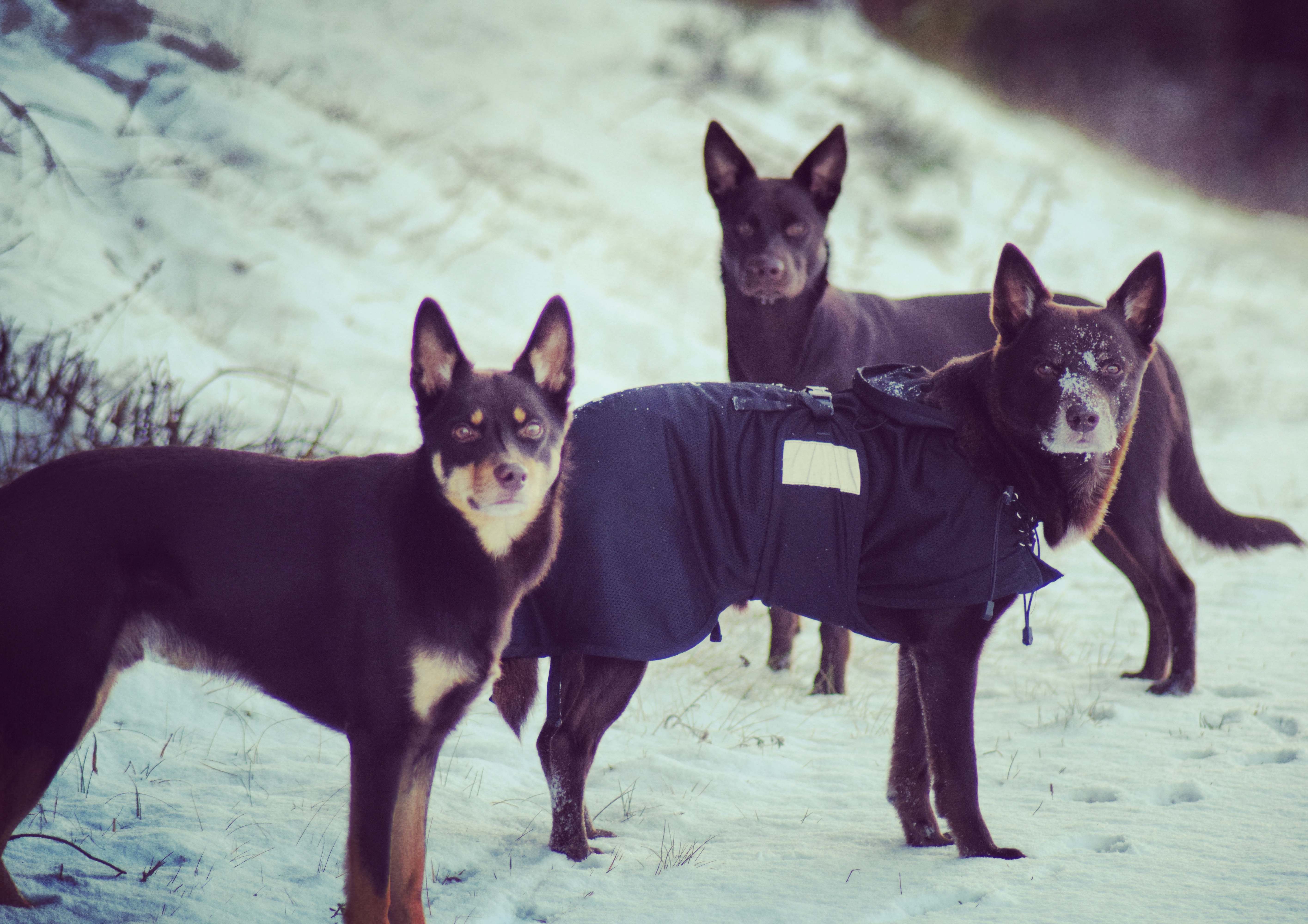 IMG_20171120_162807_722