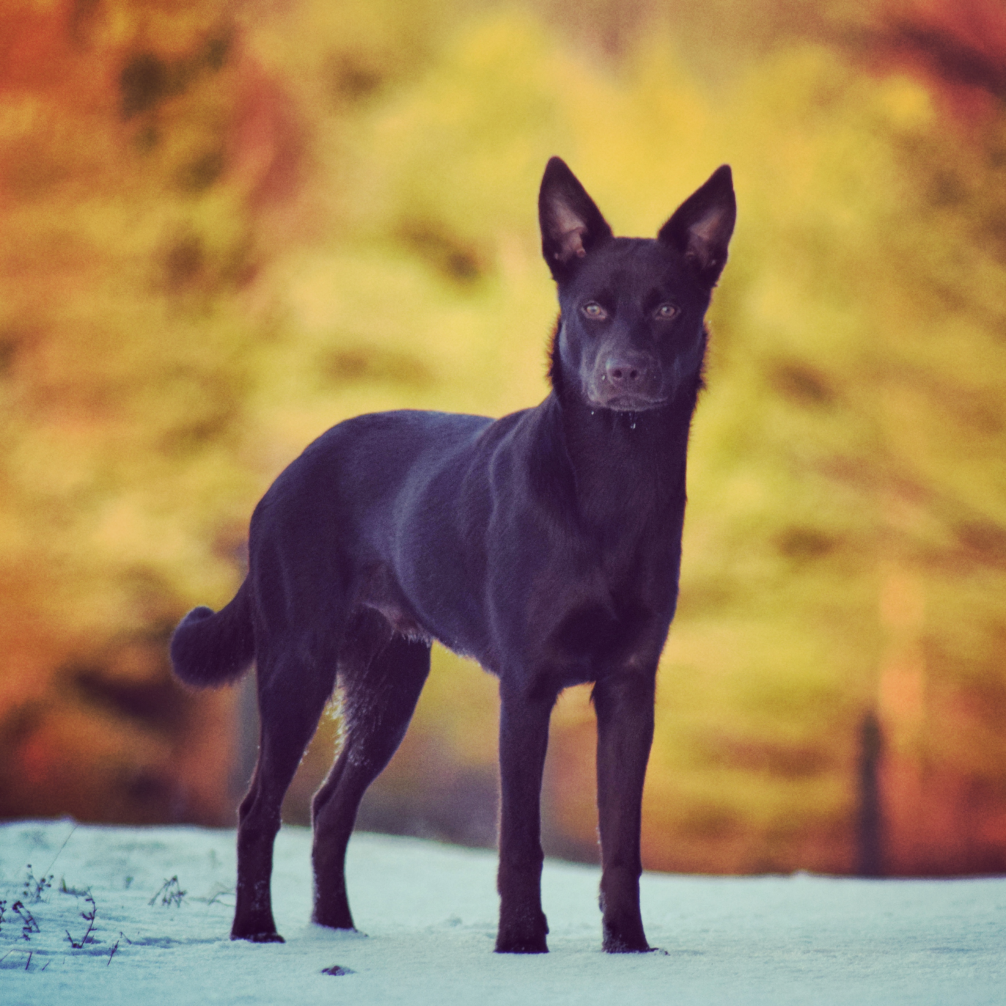 IMG_20171120_162921_838