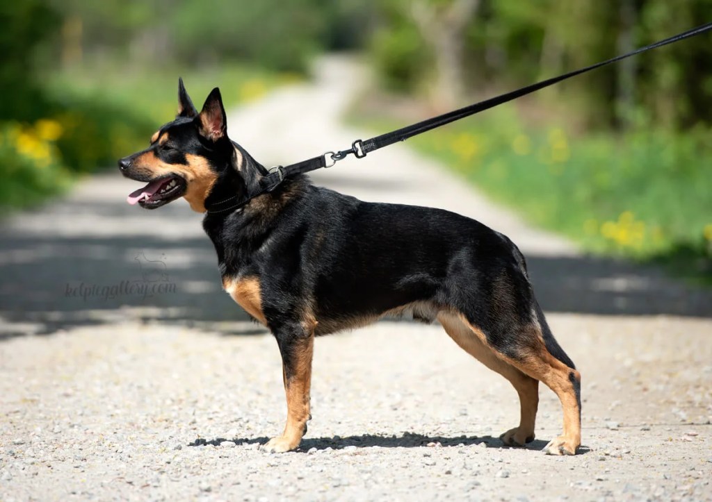 Foto Sofia Olsson - Kelpiegallery