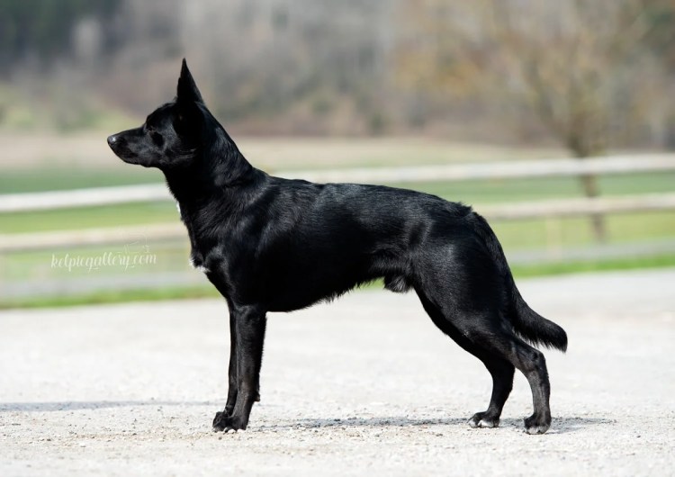 Foto Sofia Olsson - Kelpiegallery